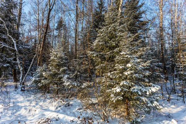 Vista Árboles Cubiertos Nieve Bosque Invierno Como Fondo Creativo Tema — Foto de Stock