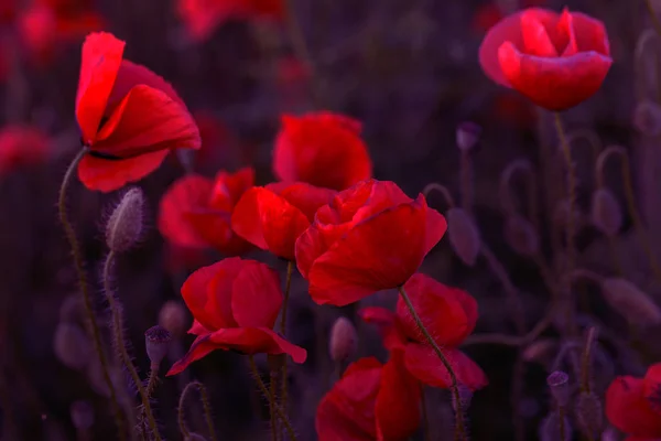 Flowers Red Poppies Blossom Wild Field Beautiful Field Red Poppies — Stock Photo, Image