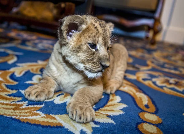 Little sweet beautiful young lion resting lazily in a city apartment on the floor carpet. Lion Cub. Shallow depth of field. selective focus