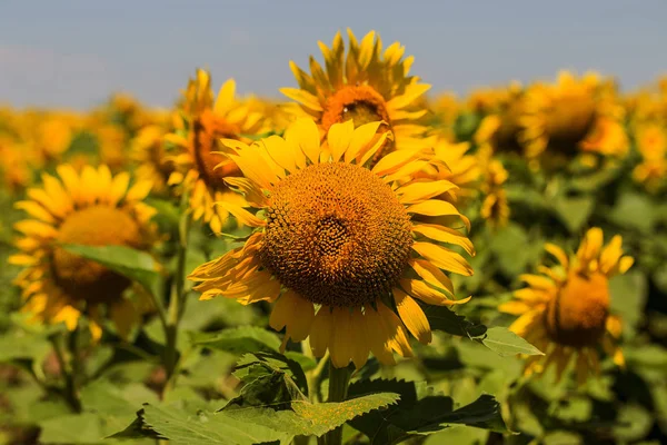 Amarelo Brilhante Girassol Laranja Campo Bela Paisagem Rural Campo Girassol — Fotografia de Stock