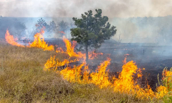 Seca Severa Incêndios Florestais Vento Seco Destroem Completamente Floresta Estepe — Fotografia de Stock