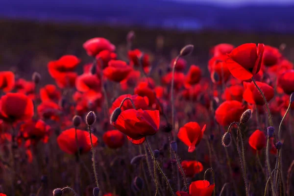 Flowers Red Poppies Blossom Wild Field Beautiful Field Red Poppies — Stock Photo, Image