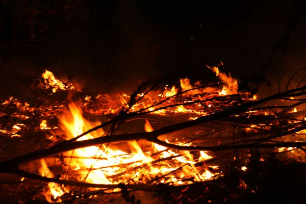 Bosbrand Omgevallen Boom Wordt Verbrand Grond Veel Rook Bij Vildfire — Stockfoto