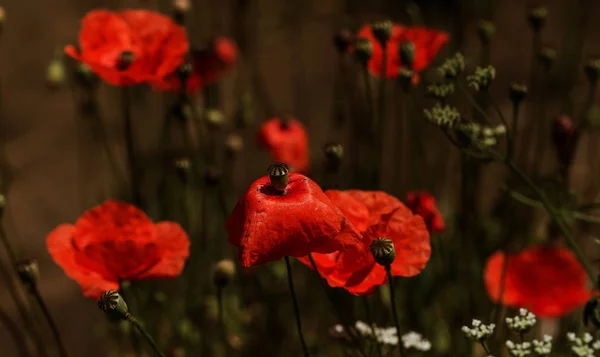 Fleurs Coquelicot Rouge Fleurit Sur Champ Sauvage Beau Champ Coquelicots — Photo