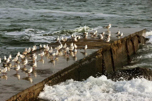 海上一群海鸥近在咫尺 海滩上的海鸥 — 图库照片