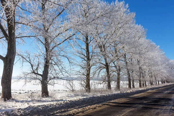 Strada Invernale Innevata Alberi Gelo Neve Sul Ciglio Della Strada — Foto Stock