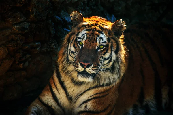 Szibériai Amur Tigris Zárt Állatkertben Gyönyörű Vadon Élő Állatok Fogságban — Stock Fotó