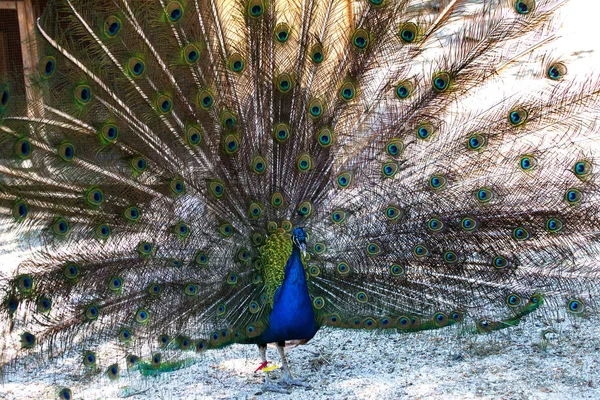 Portrait Beautiful Peacock Feathers Beautiful Indian Peacock Bright Feathers Tail — Stock Photo, Image