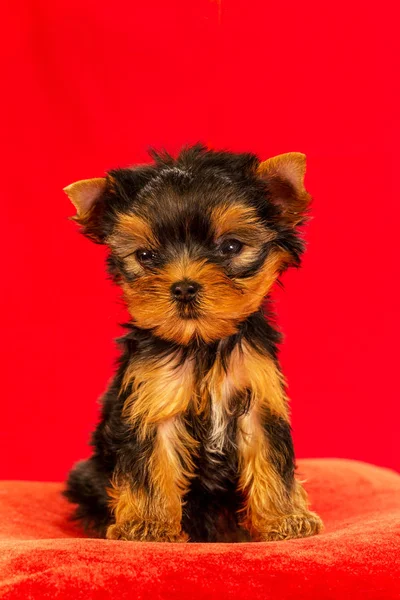 Yorkirsky Terrier Estudio Sobre Fondo Negro Encantador Con Hermoso Pelo —  Fotos de Stock