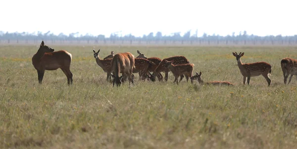 Una Manada Ciervos Manchados Una Estepa Salvaje Ciervo Cervus Nippon —  Fotos de Stock