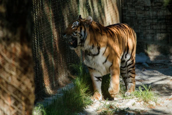 Siberian Amur Tiger Enclosure Zoo Beautiful Wild Animals Captivity Zoo — Stock Photo, Image