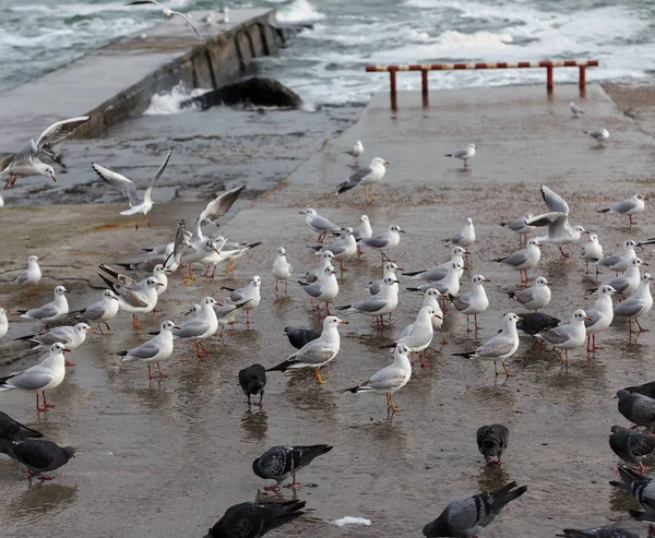 海上一群海鸥近在咫尺 海滩上的海鸥 — 图库照片