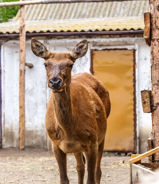 Deer hunting in the paddock on a farm being treated. Family of deer in the spacious aviary zoo