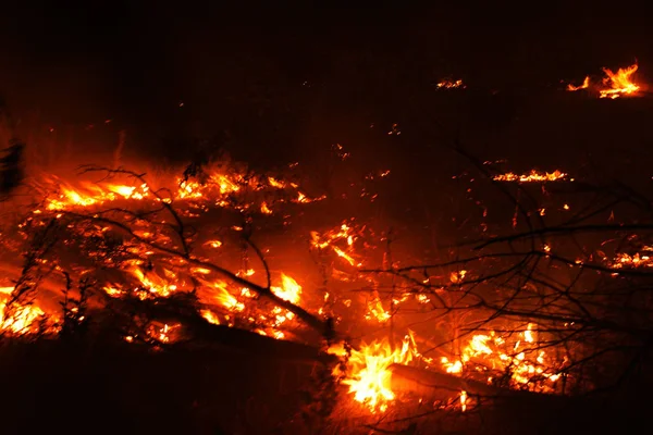 Waldbrand Umgestürzter Baum Verbrennt Bei Brand Auf Dem Boden Feuer — Stockfoto