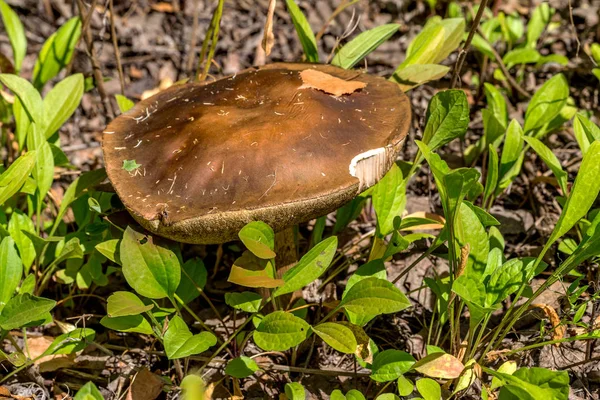 Hermoso Hongo Boletus Bosque Coníferas Otoño Enfoque Selectivo Marco Artístico —  Fotos de Stock