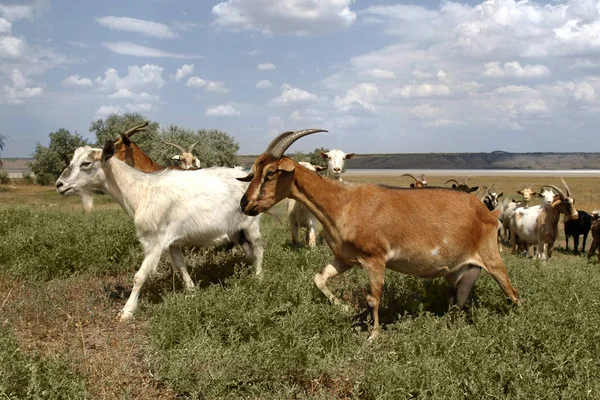 Rebanho Cabras Pastando Fazenda Fazenda Animal Prado Estepe Dia Ensolarado — Fotografia de Stock