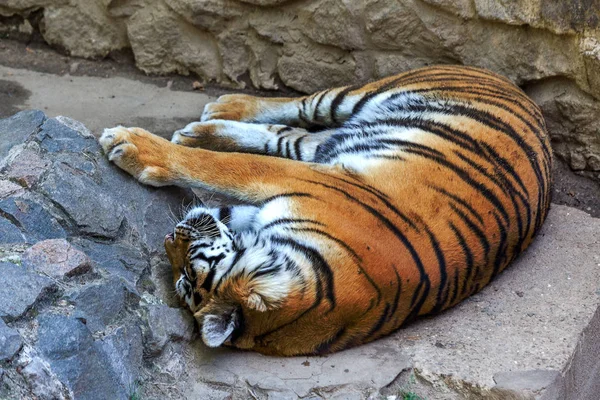 Bengal Tiger Resting Stone Hillside Bright Sunny Day — Stock Photo, Image