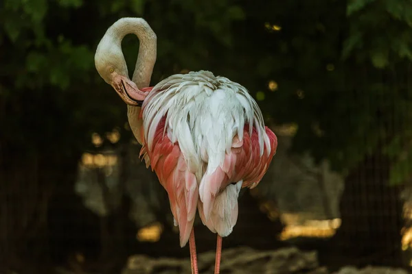 Piękne Bagno Jasny Ptak Pink Flamingo Zbliżenie Wolierze Zoo Amerykański — Zdjęcie stockowe