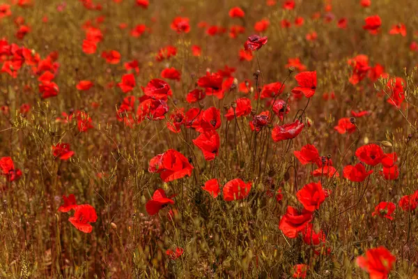 Flores Papoula Vermelha Campo Primavera Dia Ensolarado Brilhante — Fotografia de Stock