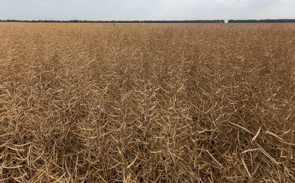 Estupro Brassica Napus Canola Seca Madura Campo Antes Colheita Óleo — Fotografia de Stock