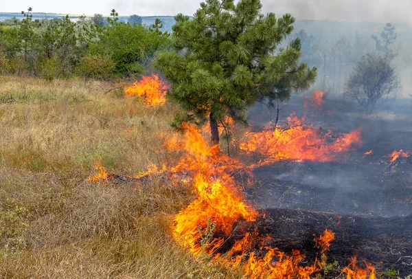 Skogsbränder Och Vinden Torr Förstöra Helt Skogen Och Stäppen Svår — Stockfoto