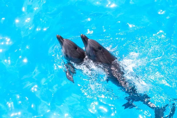 青は喜んで泳いで美しいイルカのグループは明るい晴れた日にプールの水し 複雑なアクロバティックなトリックを実行 — ストック写真