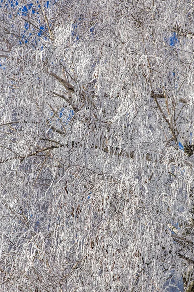 Mooie Winter Landschap Scène Achtergrond Wit Sneeuw Bedekt Bomen Ijs — Stockfoto