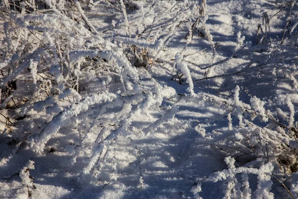 美丽的冬季风景场景背景是雪覆盖的树木和冰河 美丽阳光明媚的冬季背景 雪林中的霜冻树木 在阳光下宁静的冬日自然 — 图库照片