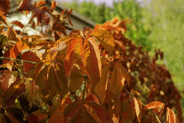 Hojas Rojas Otoño Uvas Silvestres Cuelgan Cerca Hermoso Fondo Otoño — Foto de Stock