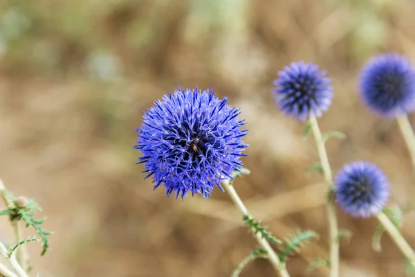 Травянистые Растения Milk Thistle Silybum Marianum Поле Мощностью Мариан Молочный — стоковое фото