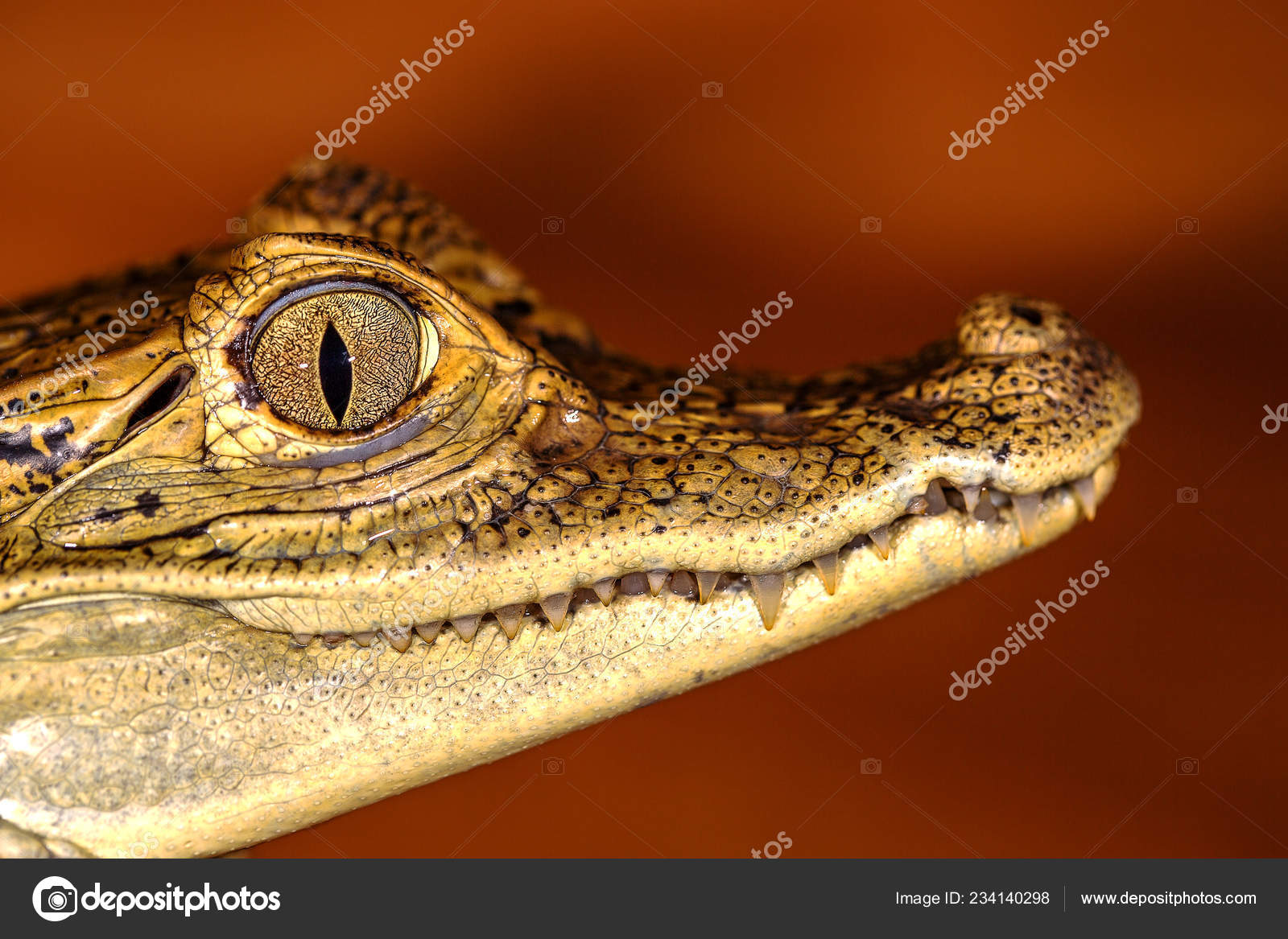 Head Crocodile Eyes Closeup Selective Focus Stock Photo C Alesik