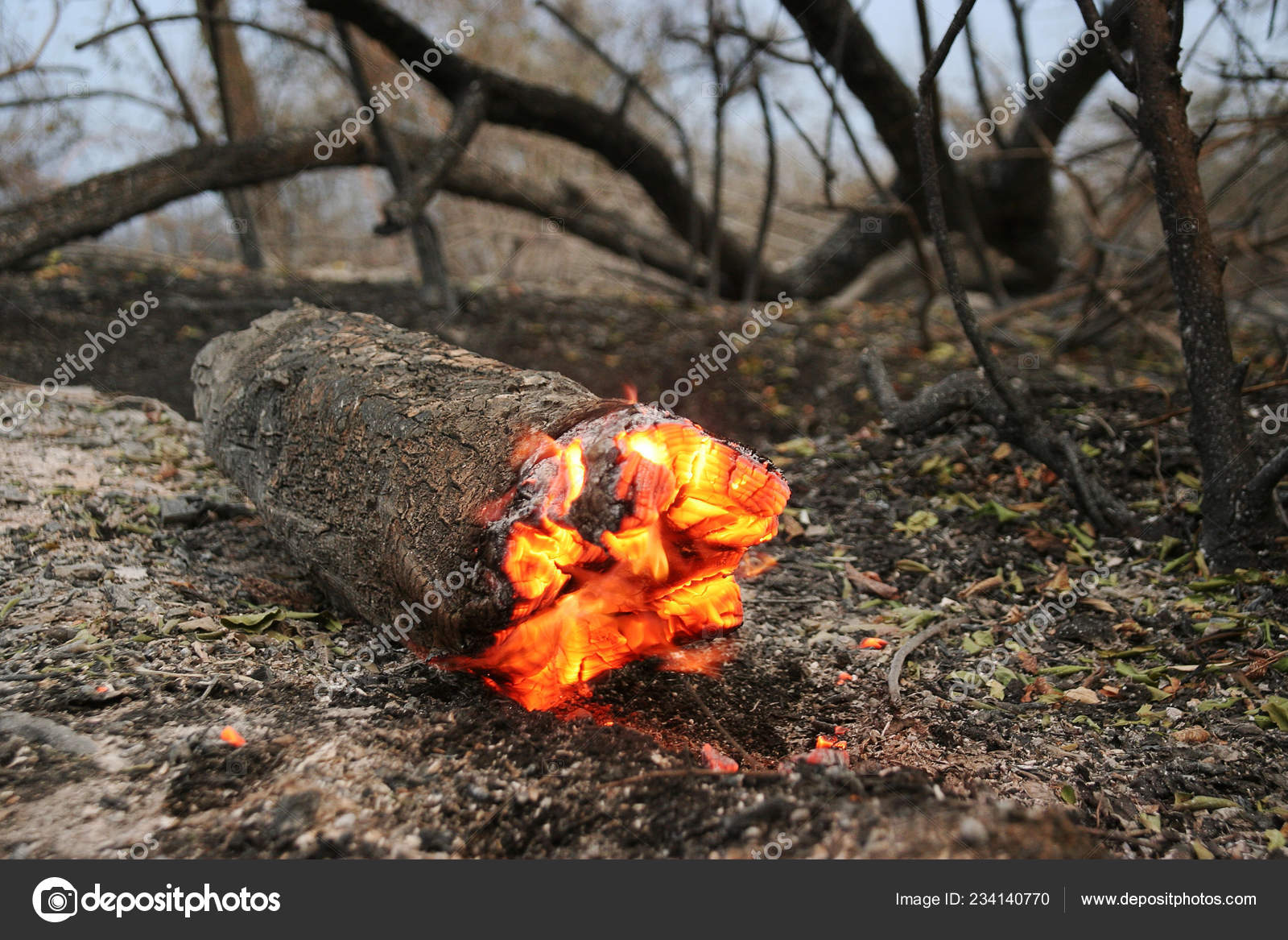 Forest Fire Fallen Tree Burnt Ground Lot Smoke Vildfire Fire Stock Photo Image By C Alesik 234140770