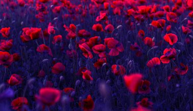 Vahşi alanda çiçek kırmızı haşhaş çiçeği. Seçici odak ile güzel alan kırmızı haşhaş. Yumuşak ışık kırmızı dönüştürülmesini anlatanlar gibi. Haşhaş. Kırmızı haşhaş Glade. Tonlama. Yaratıcı karanlık düşük anahtar işleme