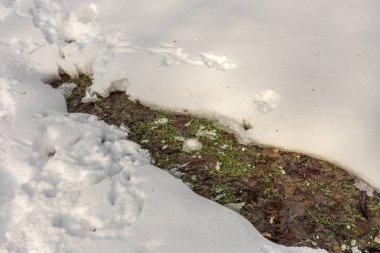 Güzel kış manzarası. Ağaçlar karla kaplı. Kış resmi. Seçici odak. Tonlama hafif. Kış sahne olarak boş bir yaratıcı tasarım için