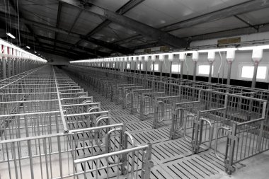 Odessa, Ukrayna, 11 Ağustos 2011: Modern sanayi çiftliği damızlık domuzlar için modern teknoloji Oda döllenme (fertilizasyon), yapay otomatik