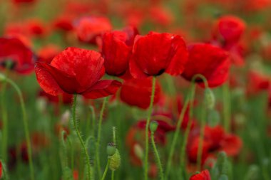 Kırmızıgelincikler yabani tarlada çiçek açar. Seçici odaklı güzel kırmızı gelincikler. Yumuşak ışıkta kırmızı gelincikler. Afyon haşhaşı. Doğal ilaçlar. Kırmızı gelincikler. Yalnız gelincik. Yumuşak odak bulanıklığı