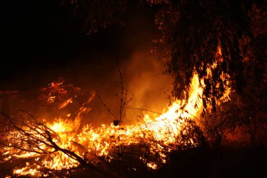Orman yangını. düşmüş ağaç duman zaman zemin çok üzerinde yanmış vildfire. ateş her şeyi bırakmak tek yanık ağaç ve ashe yok eder. Doğal afet orman yanıyor. Orman yangınları görselleştirme