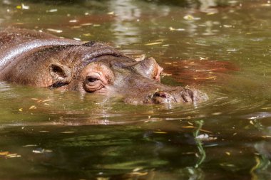 Behemoth tamamen nehir su düzeyinde bir sıcak güneşli yaz gününde boğulmuş. Burun ve gözler Hippo dışarı duckweed nehir yeşil ile kaplı su var. seçici odak.