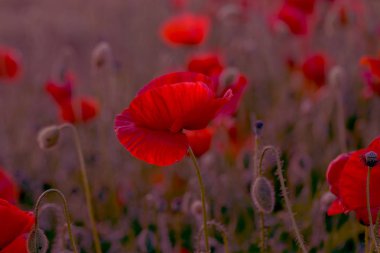 Vahşi alanda çiçek kırmızı haşhaş çiçeği. Seçici odak ile güzel alan kırmızı haşhaş. Yumuşak ışık kırmızı dönüştürülmesini anlatanlar gibi. Haşhaş. Kırmızı haşhaş Glade. Tonlama. Yaratıcı karanlık düşük anahtar işleme