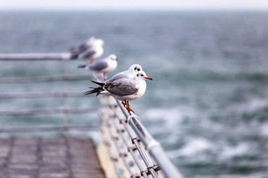 Bir sürü deniz martı denizde kapatın. Martılar deniz sahilde.