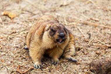Alp büyük kuş kafesi Hayvanat Bahçesi (Marmota Marmota) dağ sıçanı. Güzel gelenek - kahramanı Groundhog hava gün Groundhog öngörür.