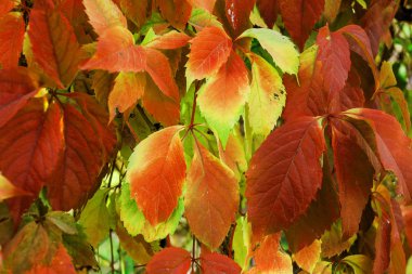 Yabani üzüm kırmızı sonbahar yaprakları çite as. Kırmızı tonlarında sembolik arka plan doldurarak olarak yaprakları güzel sonbahar kökenli. yaprakları sayesinde güneş; Takvim için sonbahar süsleme
