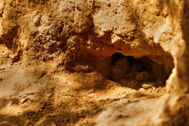 Hayvanlar vahşi şehri. Koloni Tepesi üzerinde vahşi vahşi hayvanların delik labirent ile kaplı. Tavşan deliği. Siperler. Hayvan bozkır dağlık bölgede burrows. Vahşi hayvanlarda izleri. Dünyevi ev vahşi doğada