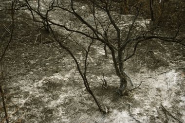 Orman yangını. düşmüş ağaç duman zaman zemin çok üzerinde yanmış vildfire. ateş her şeyi bırakmak tek yanık ağaç ve ashe yok eder. Doğal afet orman yanıyor. Orman yangınları görselleştirme