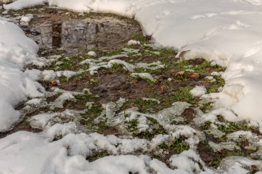 Güzel kış manzarası. Ağaçlar karla kaplı. Kış resmi. Seçici odak. Tonlama hafif. Kış sahne olarak boş bir yaratıcı tasarım için