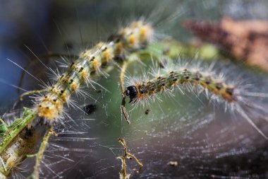 Tırtıllar ağaçta kozalar yaptılar. Tırtıllar ağaçtaki tüm yaprakları yediler ve kozadaki ağ dallarını sardılar. Kelebek tırtılı koza içinde çürüyen ağacın dallarında. Tarım Böcekleri