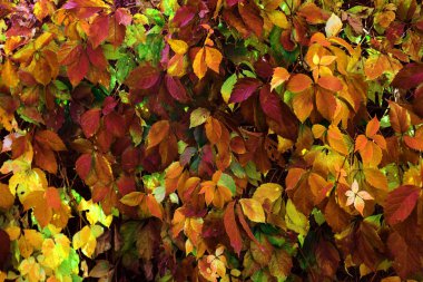 Yabani üzüm kırmızı sonbahar yaprakları çite as. Kırmızı tonlarında sembolik arka plan doldurarak olarak yaprakları güzel sonbahar kökenli. yaprakları sayesinde güneş; Takvim için sonbahar süsleme