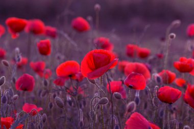 Vahşi alanda çiçek kırmızı haşhaş çiçeği. Seçici odak ile güzel alan kırmızı haşhaş. Yumuşak ışık kırmızı dönüştürülmesini anlatanlar gibi. Haşhaş. Kırmızı haşhaş Glade. Tonlama. Yaratıcı karanlık düşük anahtar işleme