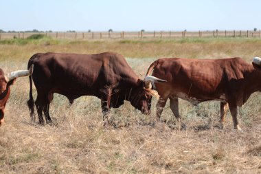 Texas'ın güzel bir sürüsü yüksek çim Ulusal Safari park, Oskaniya Nova, dinleniyor. Vahşi Texas'ın rezerv bozkır içinde nadir nesli tehlike altında olan tür. Nesli tükenmekte olan hayvanların kırmızı kitap