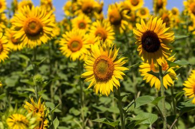 Parlak sarı, turuncu alanda ayçiçeği. Güneşli yaz günü ayçiçeği alanının güzel kırsal manzara. çiftlik sahasında çiçek. kırpma için yemeklik yağ olarak büyüdü. güzel parlak renkli çiçekler